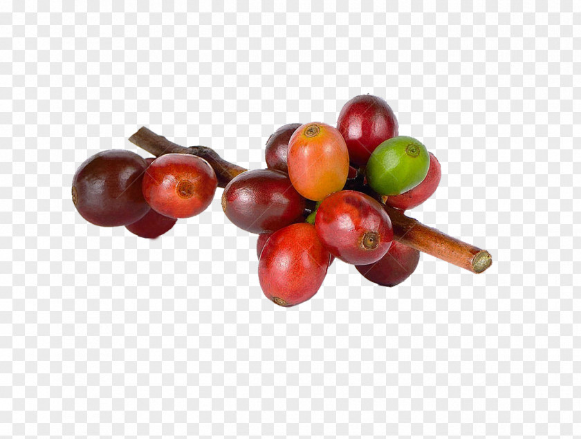 Coffee Tree Beans Material PNG tree beans material clipart PNG