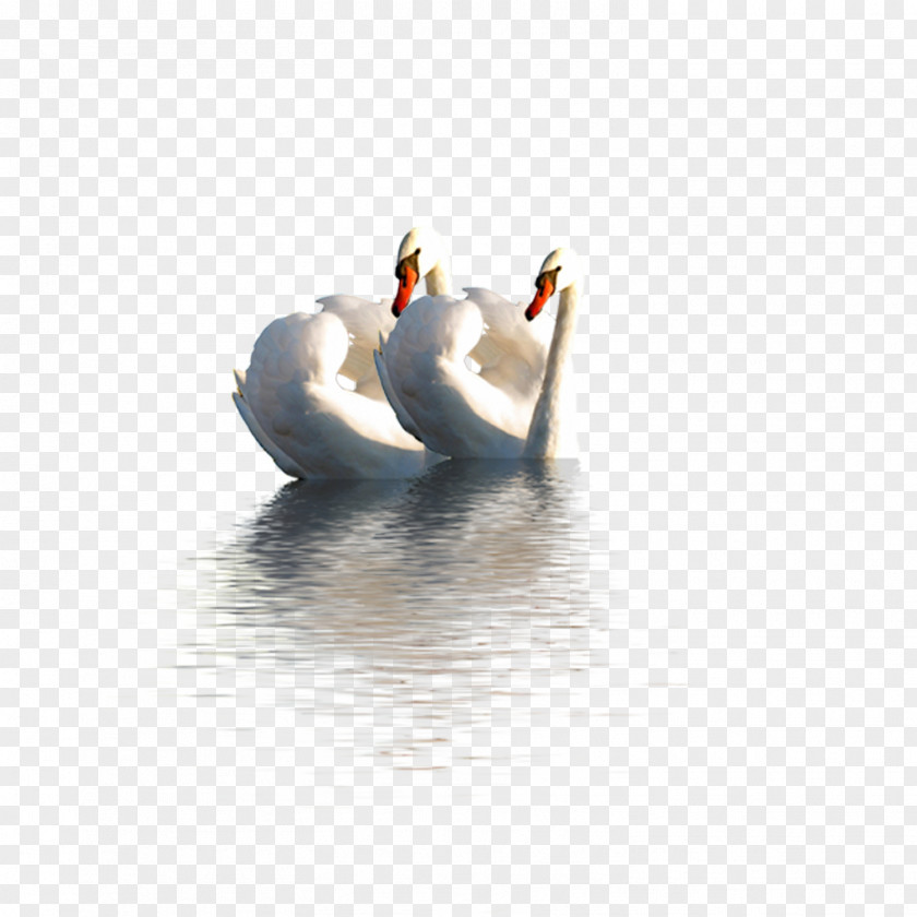 Two Swans Duck Mute Swan Domestic Goose PNG