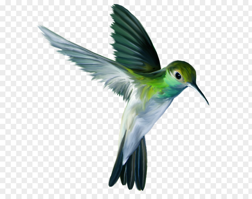 All Hummingbird Parrot Clip Art PNG