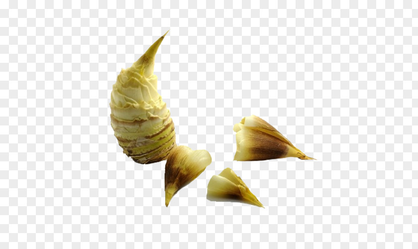 Bamboo Shoots Product Shoot Designer PNG