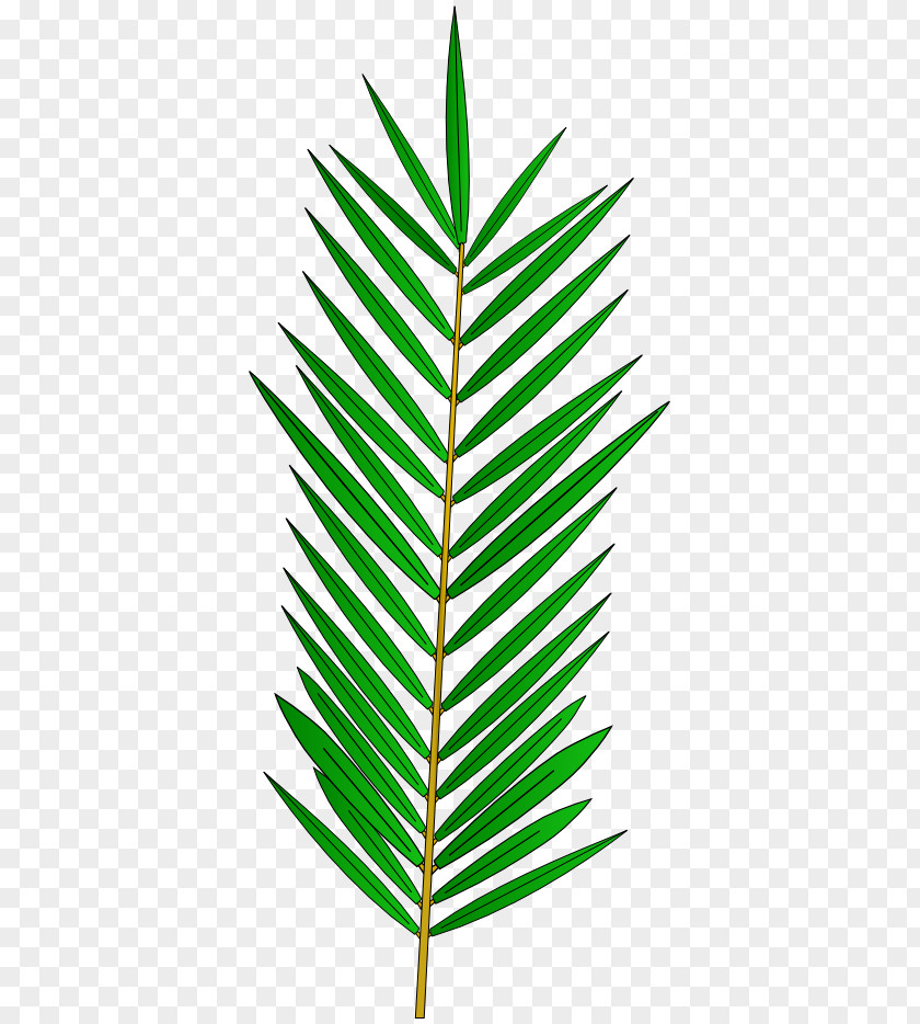Branch Leaf Arecaceae Grasses Line Plant Stem PNG