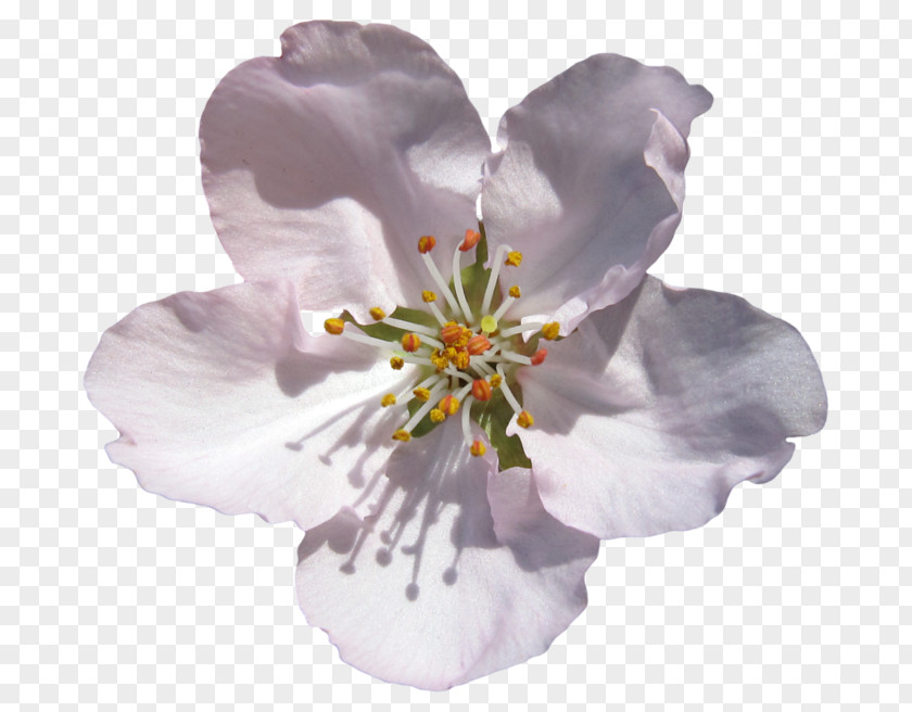 Flower Сыплет черемуха снегом..: Стихотворения и поэмы Herbaceous Plant Shoot PNG
