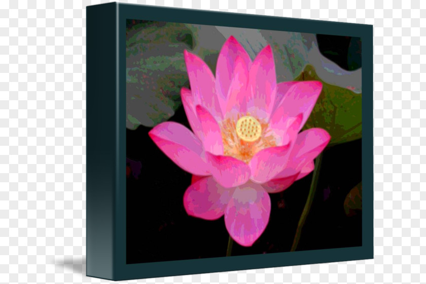 Pink Lotus In Full Bloom Nelumbo Nucifera Flower Seed Aquatic Plants PNG