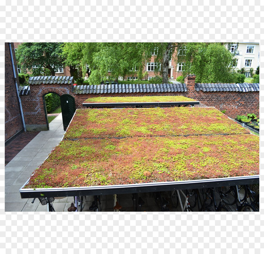 Sedum Green Roof Stonecrop BG Byggros A/S Callapor PNG