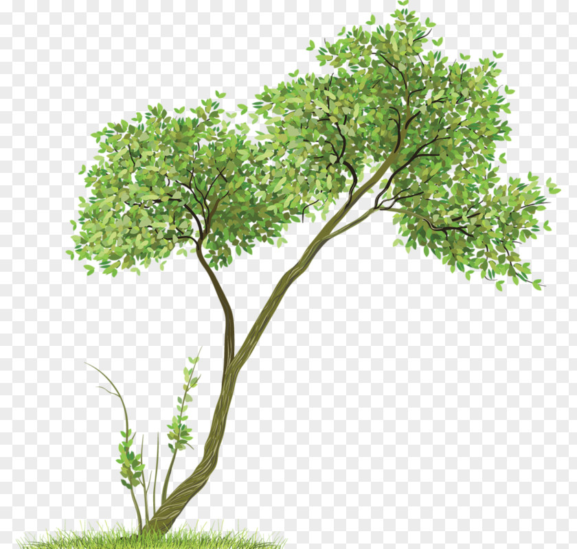 Tree Drawing Paper Sketch PNG