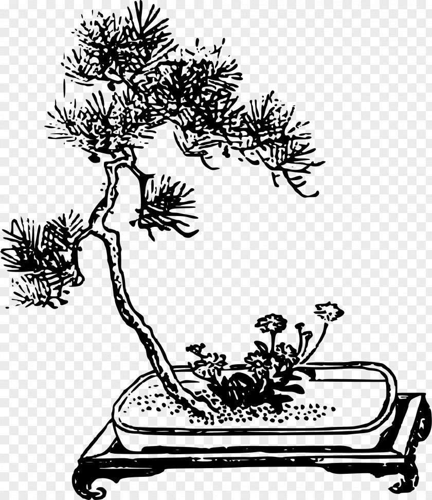 Bonsai Tree Penjing Plant Clip Art PNG