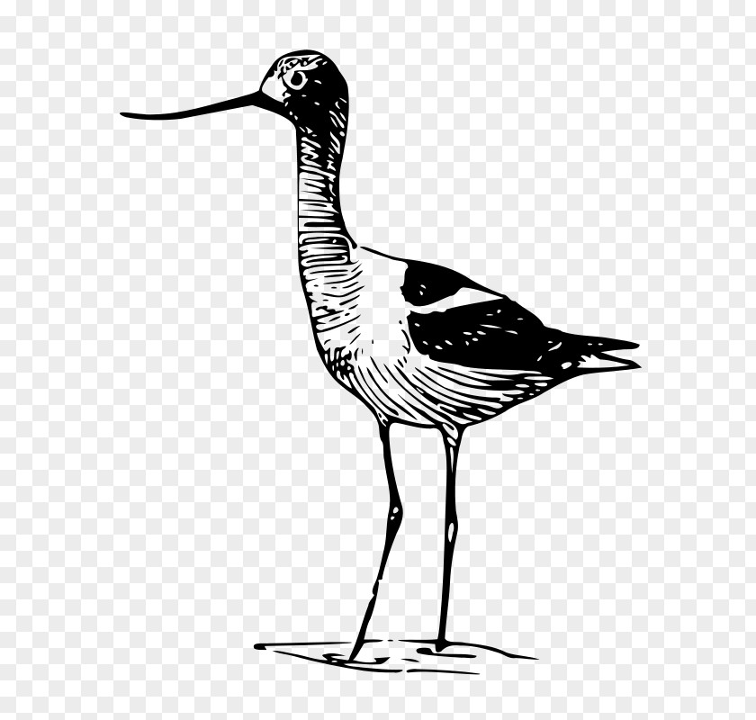 Drawing Avocet Clip Art PNG