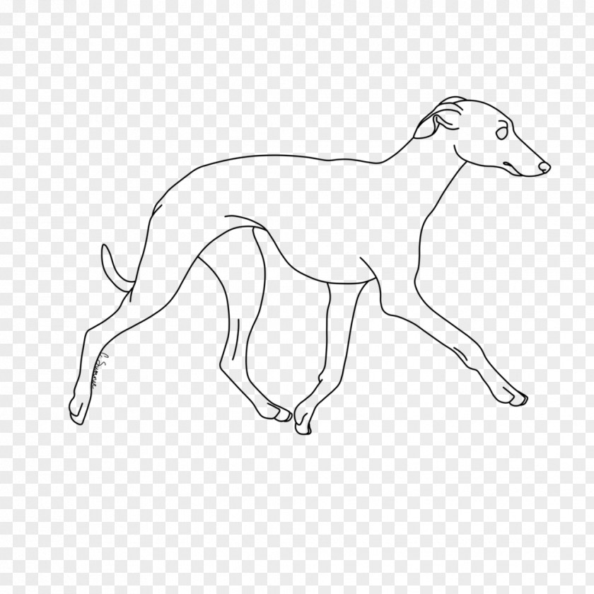 Greyhound Whippet Italian Line Art Dog Breed Drawing PNG