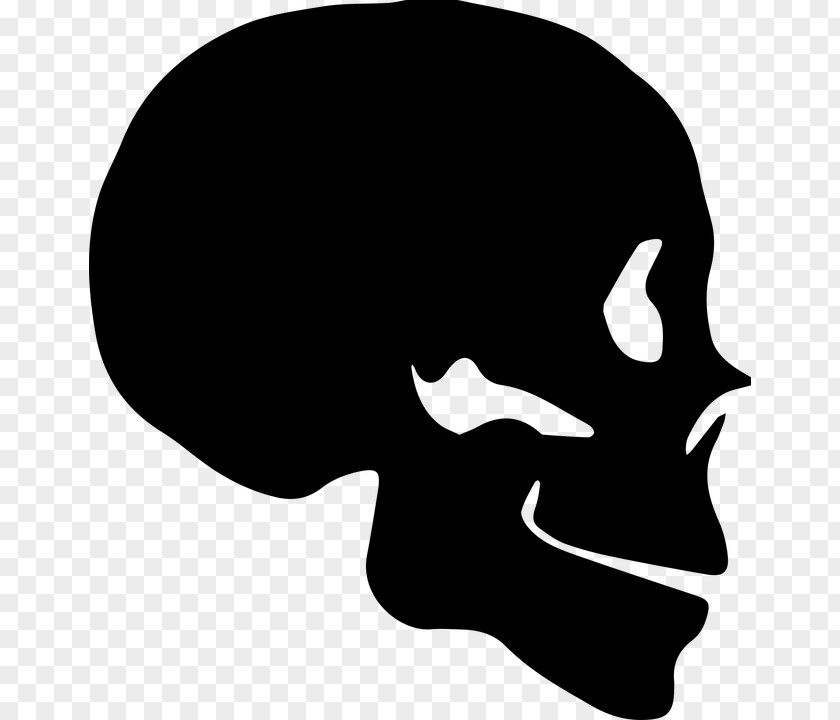 Skull Silhouette Bone Human Skeleton PNG