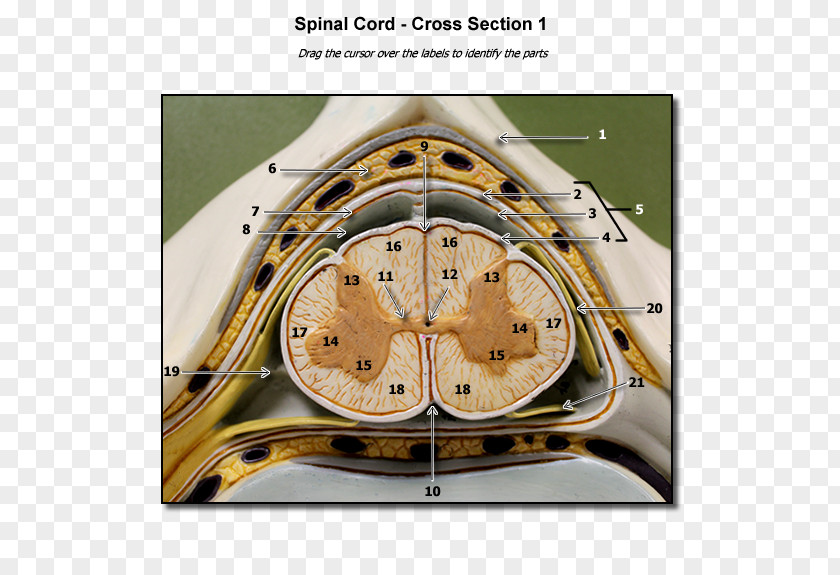 Spine Model Spinal Cord Human Vertebral Column Cross Section Nervous System PNG