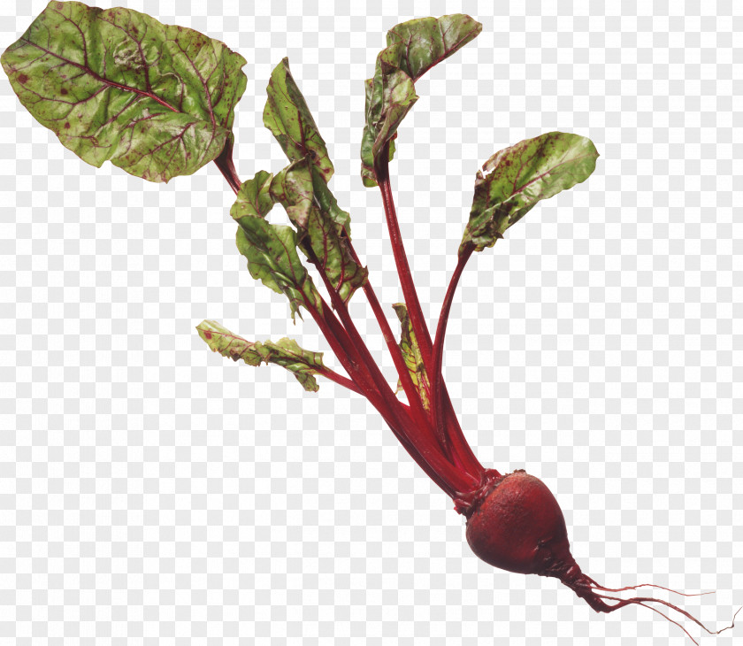 Beet The Nutritional Health Bible Chard Leaf Plant Stem Radish PNG