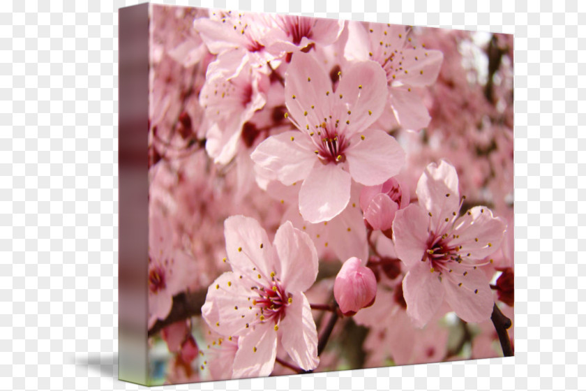 Cherry Blossom Spring Prunus Flower PNG