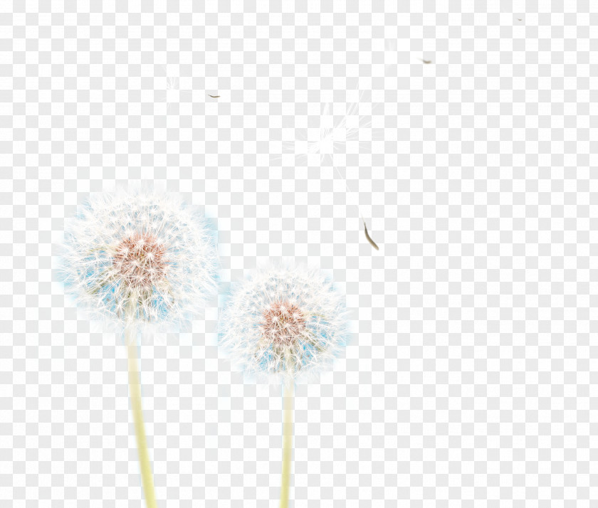 Dandelion Petals Dancing Petal Natural History Pattern PNG