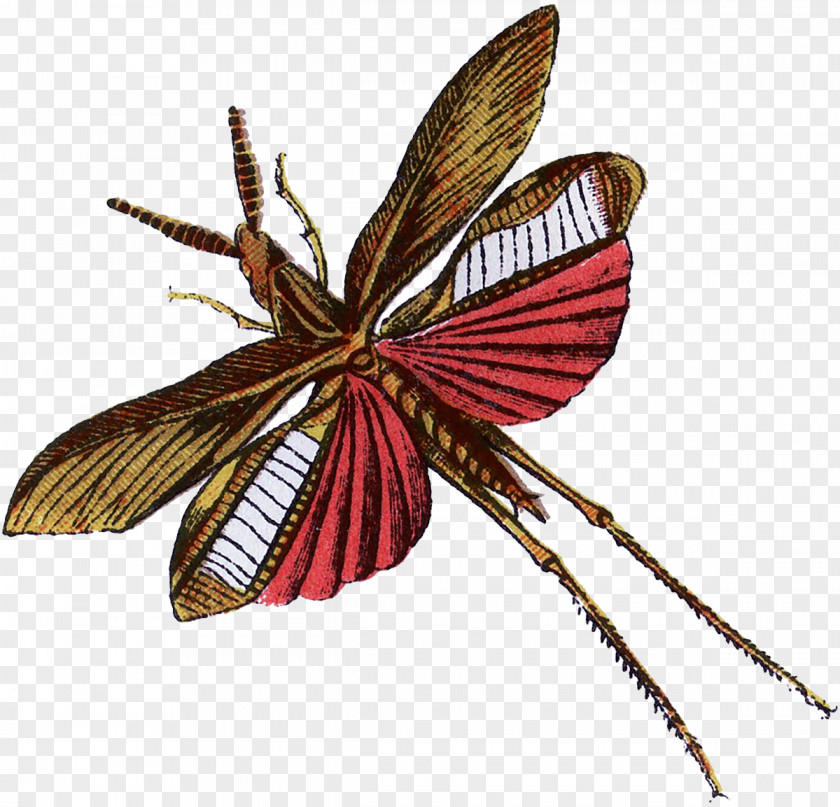 Flying Insects Butterfly Interesting Beetle Moth PNG