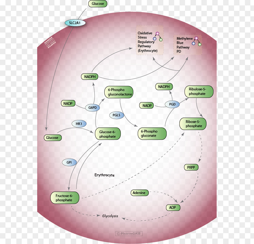 Pathway Pentose Phosphate Red Blood Cell Metabolic Glycolysis PNG