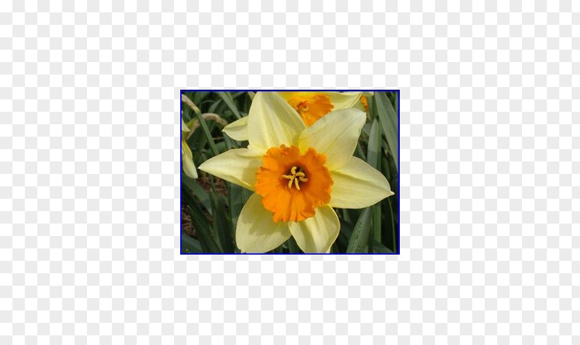 Peruvian Lily Narcissus Petal PNG