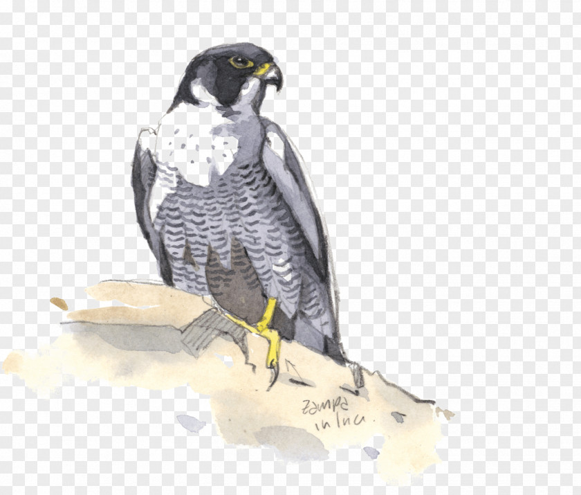 Faucon Mockup Bird Of Prey Rome Peregrine Falcon Hawk Painting PNG