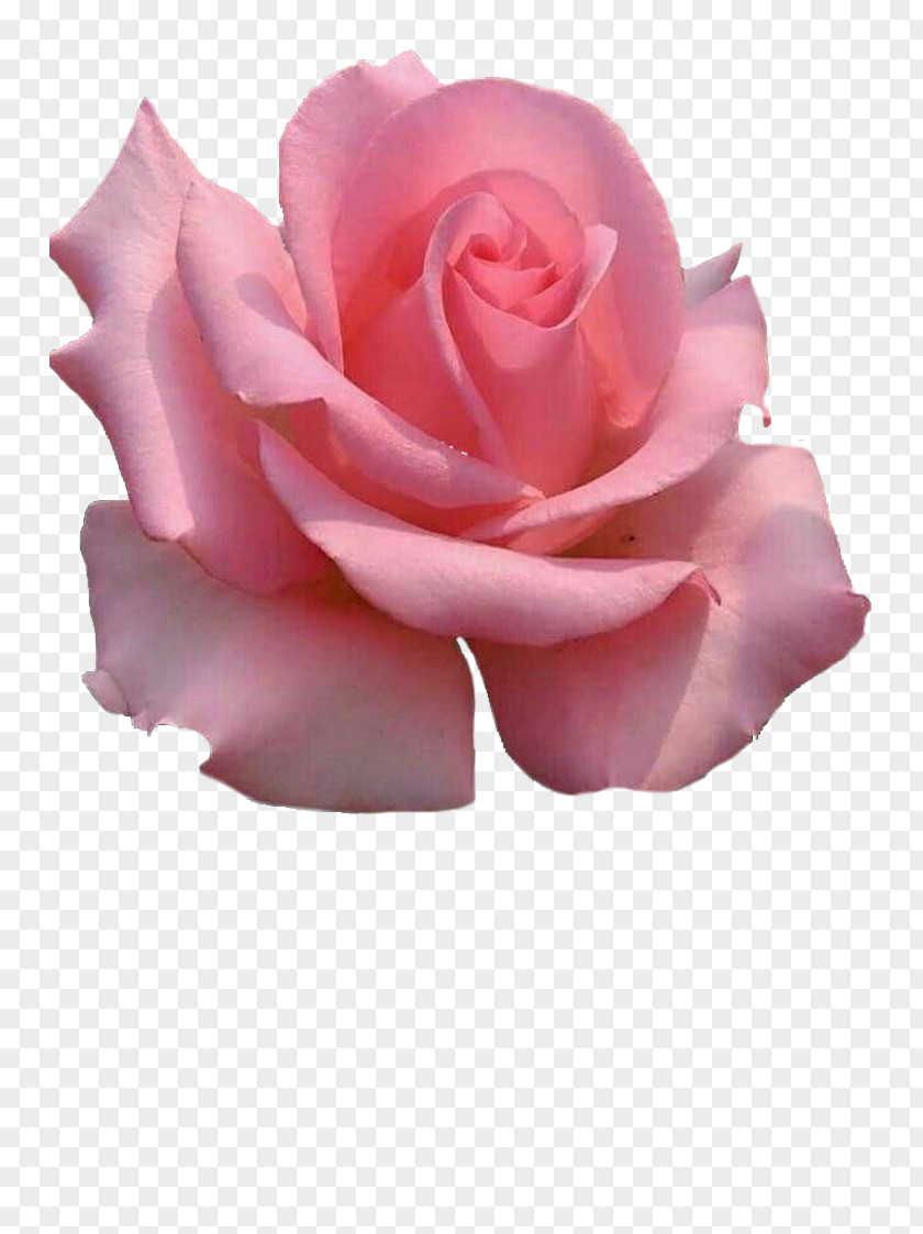 Flower Garden Roses Cabbage Rose China Floribunda Pink PNG