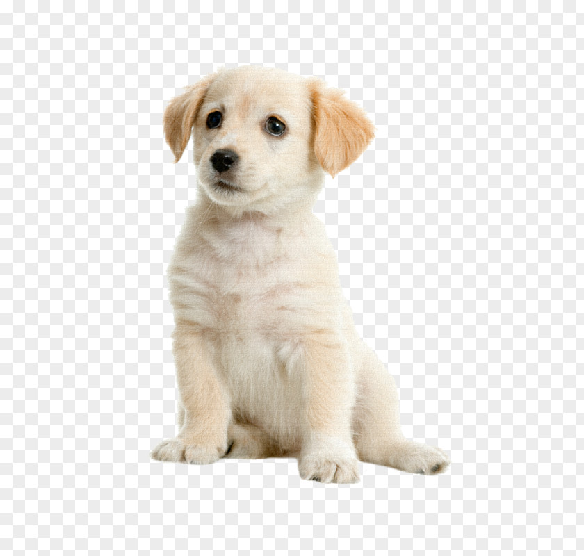 Golden Retriever Labrador Puppy Kooikerhondje Labradoodle PNG