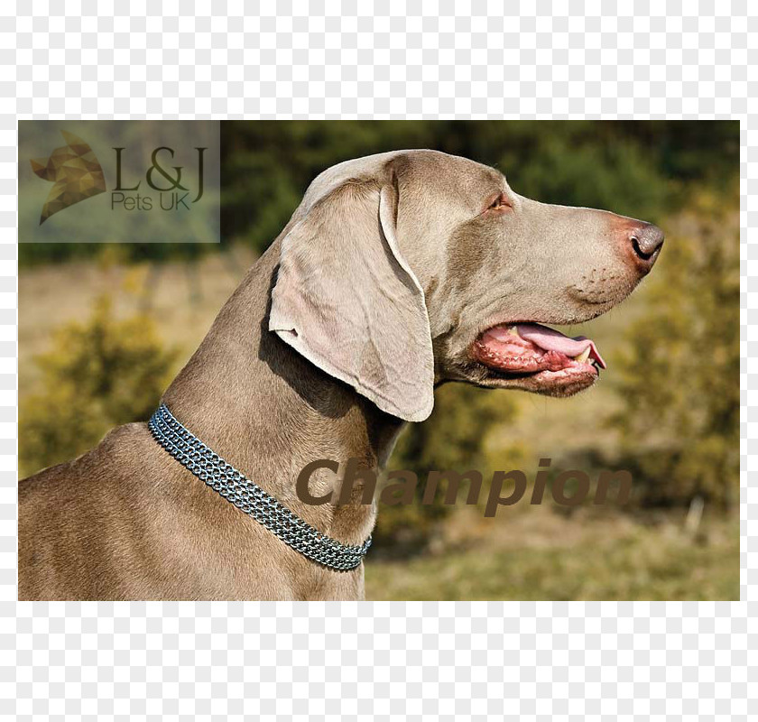 Neck Chain Weimaraner Dog Breed Hunting Pointing Snout PNG
