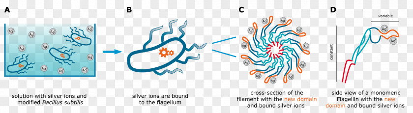 Subtilis Flagellin Graphic Design Hay Bacillus Flagellum PNG