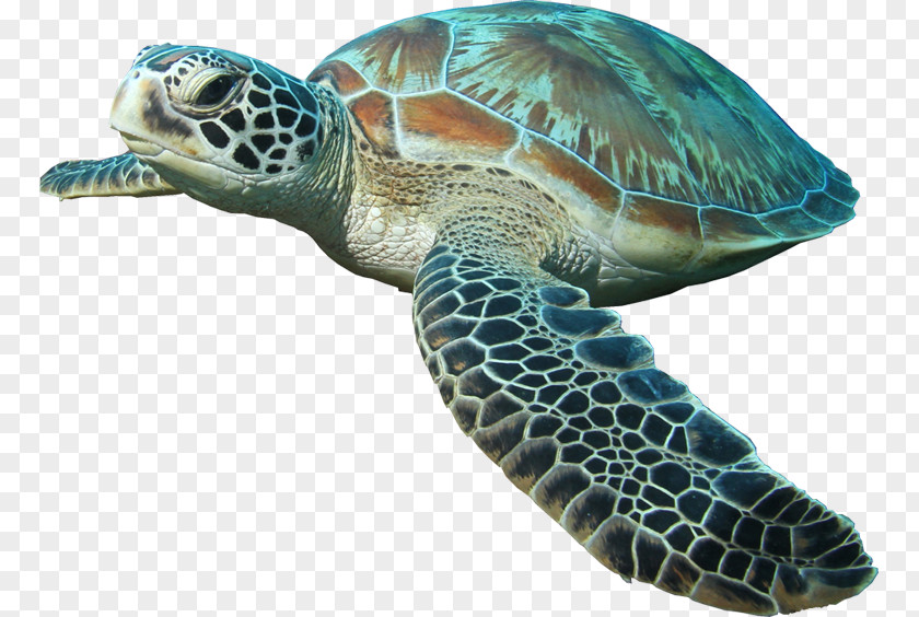 Turtle Sea Islamorada Reptile PNG
