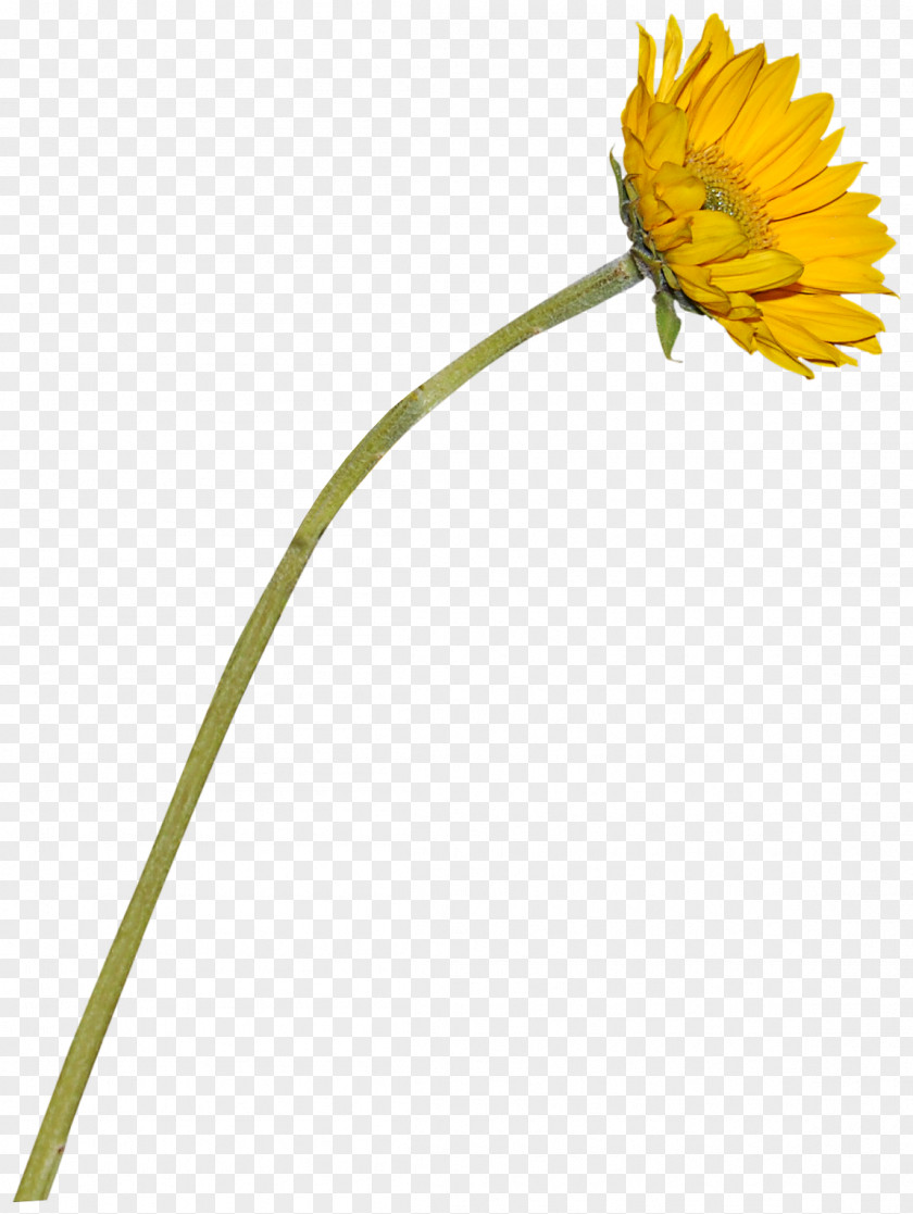Beautiful Flowers Sunflower Common Transvaal Daisy PNG