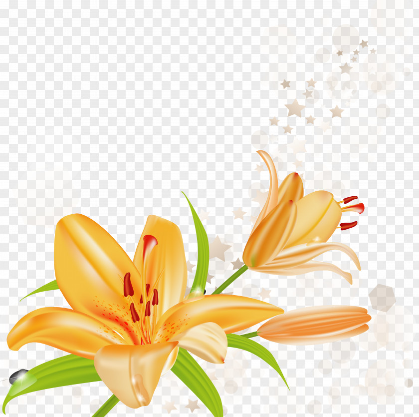 Cherry Blossom Lilium Bulbiferum Tiger Lily Arum-lily Clip Art PNG