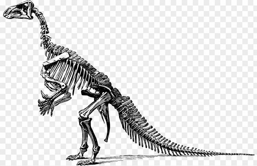 Dinosaur Bones Tyrannosaurus Triceratops Fossils Clip Art PNG