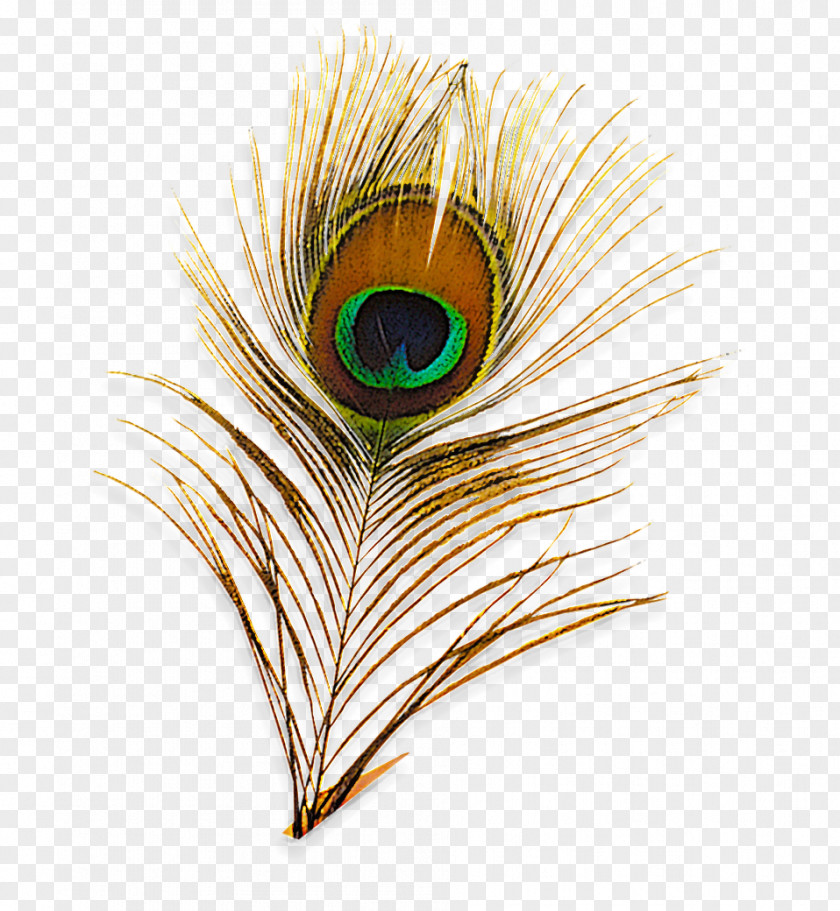 Feather PNG