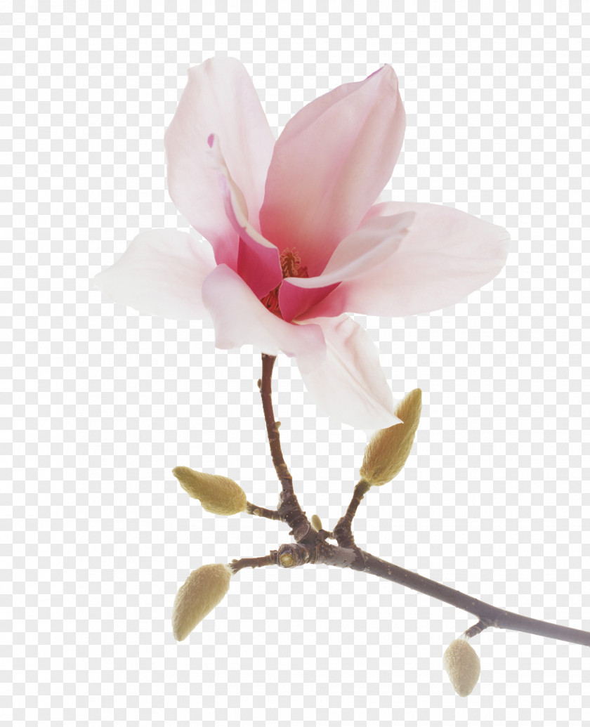 Flower Blossom Photography Image Star Magnolia Flowering Plant PNG