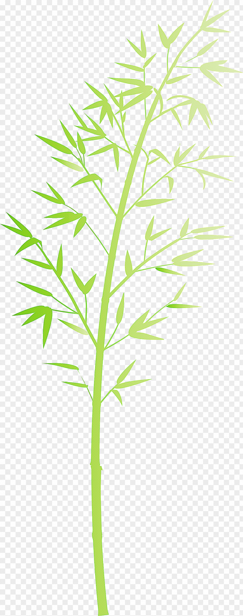 Bamboo Leaf PNG