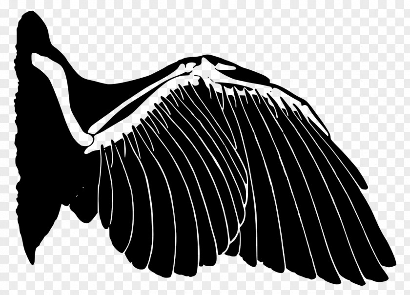 Feather Wings Bird Vertebrate Homology Convergent Evolution Wing PNG
