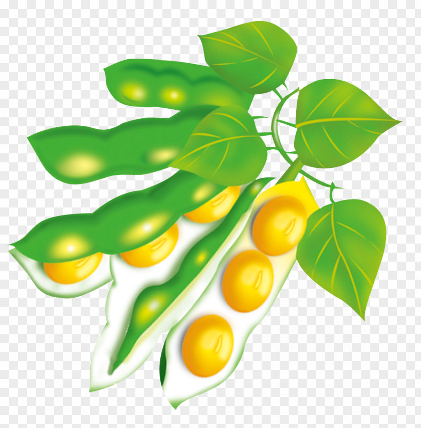 Green Beans Soy Milk Soybean Cultivo De Soja PNG