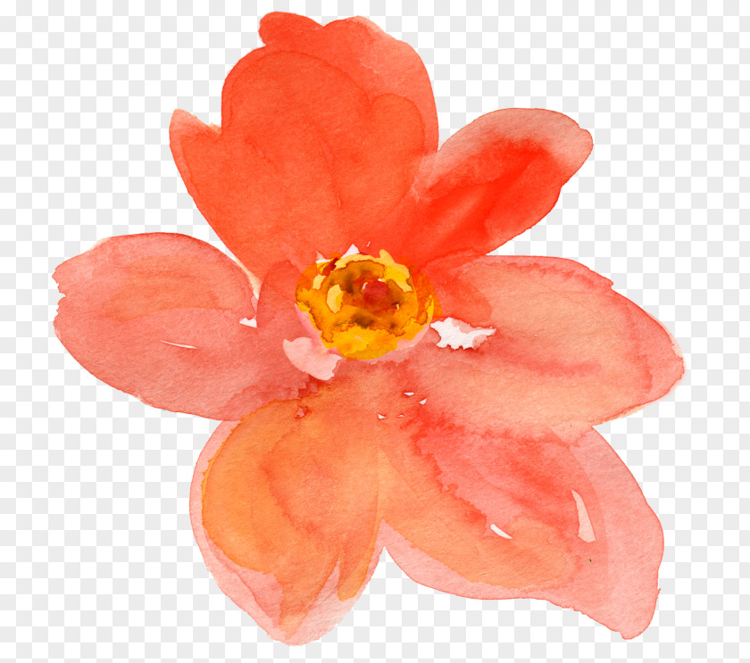 Peach Watercolor Painting Flower Drawing Clip Art PNG