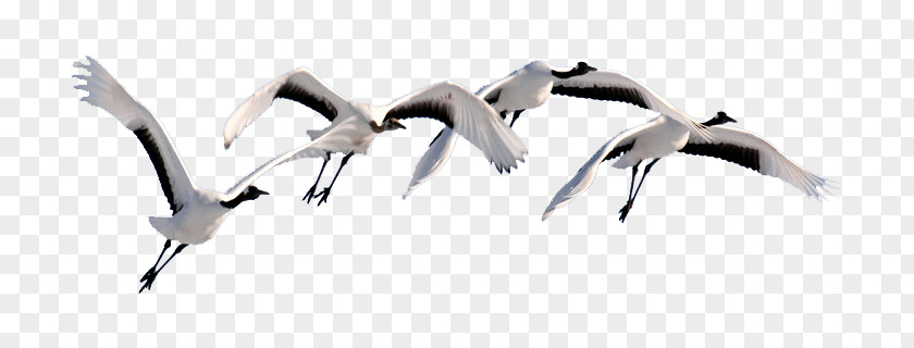 Swan Goose Flight Bird Cygnini PNG