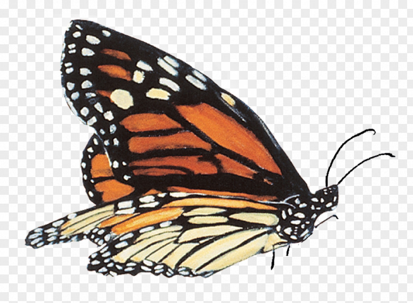 Butterfly Monarch School, Montana Symbol PNG