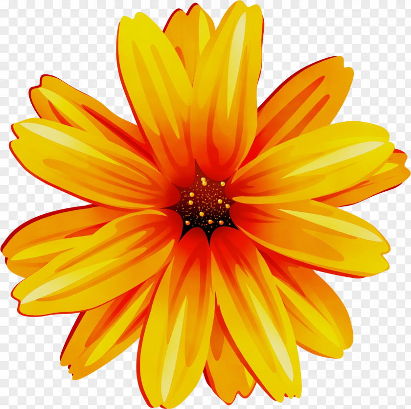 Flowering Plant Calendula Orange PNG