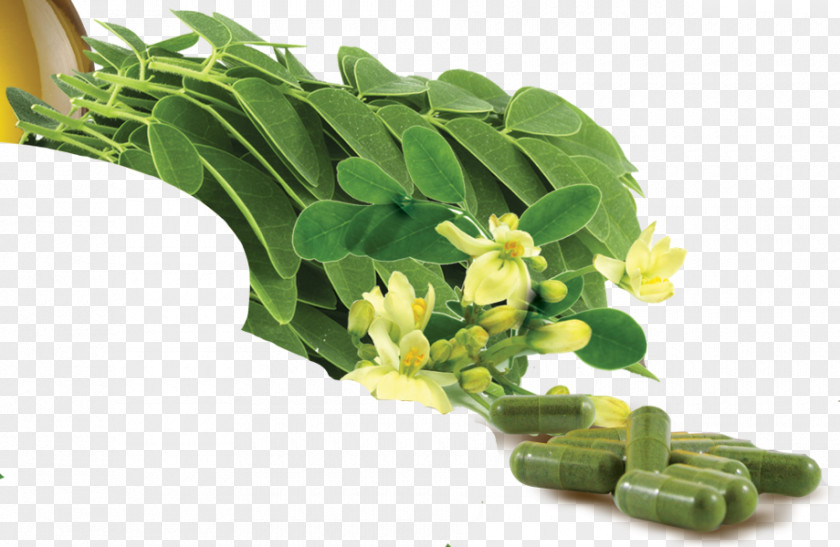 Leaf Green Tea Plant Stem Ginger PNG