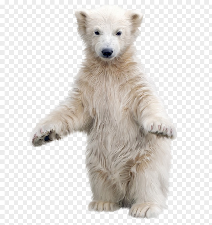 Polar White Bear Kodiak Asian Black Clip Art PNG