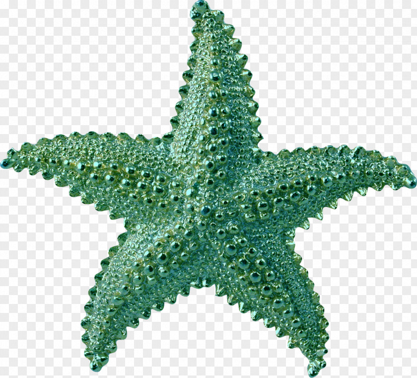 Starfish PhotoScape Clip Art PNG