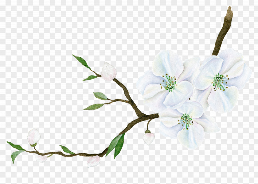 White Flowers And Leaves PNG flowers and leaves clipart PNG