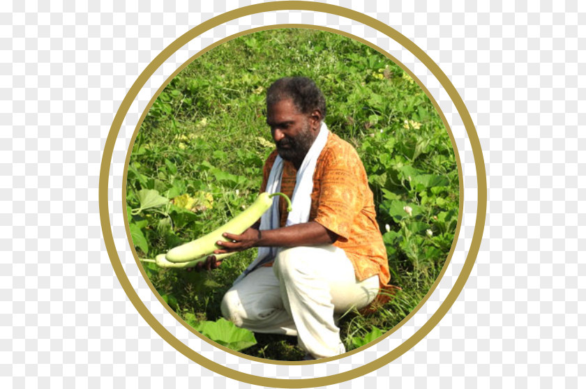 Yoga Commissionrate Of Agriculture, M.S. Krishi Vigyan Kendra Kannur Agricultural Science PNG