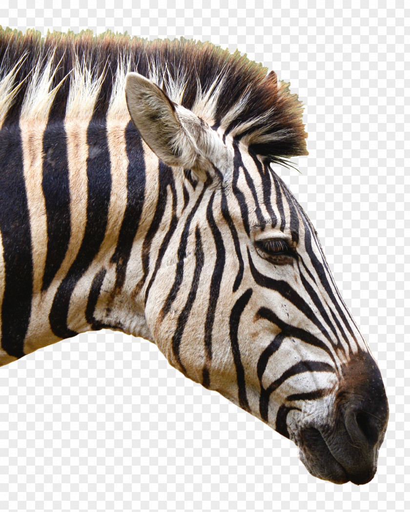 Zebra Vector Photography Computer Software Algorithm PNG