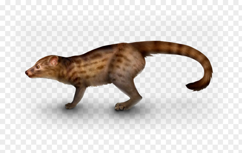 Cat Viverridae Dog Eocene Miacis PNG