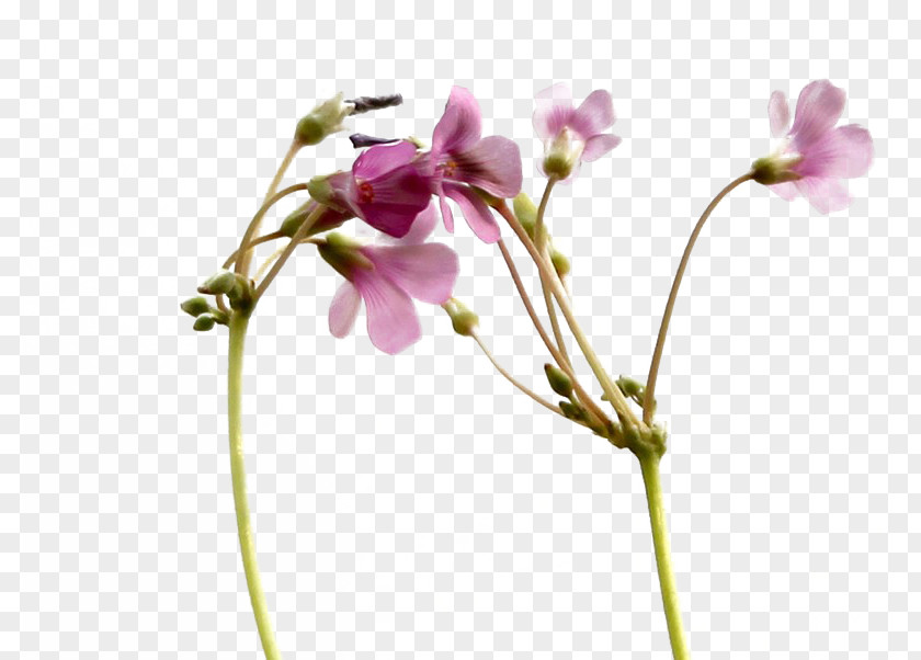Small Floral Beautiful Flowers White Flower Tencent QQ PNG