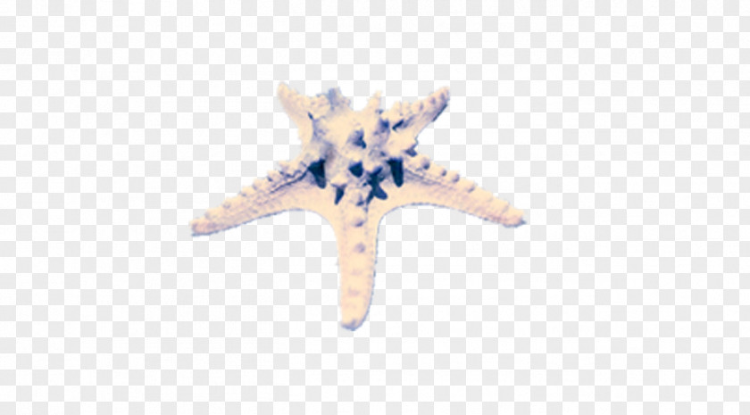 Starfish Vera Bradley Pattern PNG