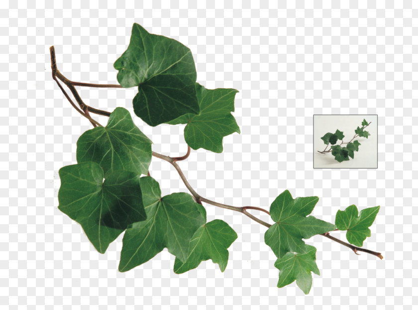 Leaf Branch Common Ivy Vine Twig PNG