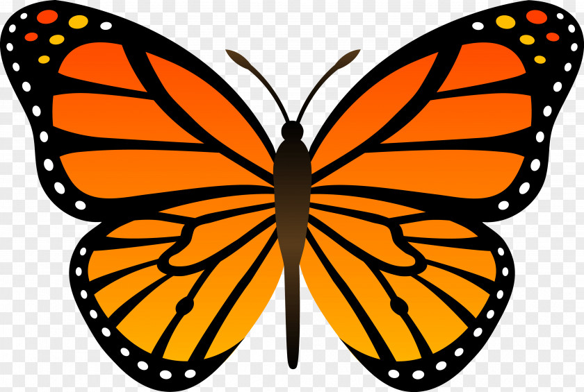 Orange Butterfly Image Butterflies Download Cartoon Clip Art PNG