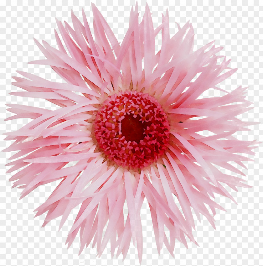Transvaal Daisy Chrysanthemum Family Cut Flowers Dahlia PNG